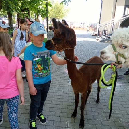 Wyświetl org. rozmiar