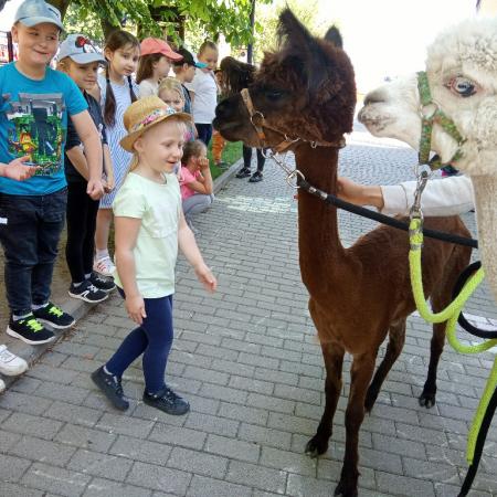 Wyświetl org. rozmiar