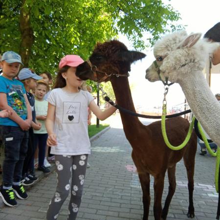 Wyświetl org. rozmiar