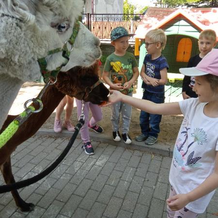 Wyświetl org. rozmiar