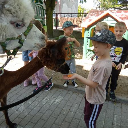 Wyświetl org. rozmiar