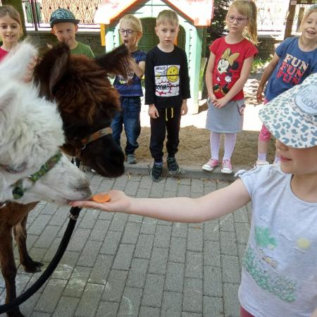 Wyświetl org. rozmiar