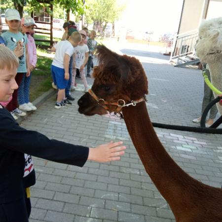 Wyświetl org. rozmiar